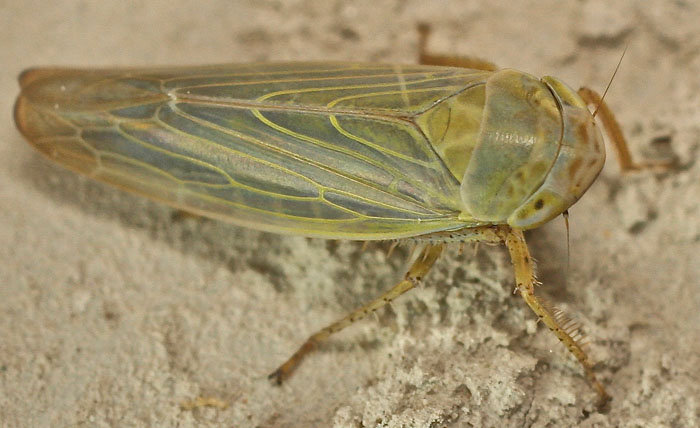 A species of Cicadellidae from Cyprus